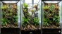 aranżacja terrarium bioaktywnego z liśćmi.jpg