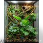 aranżacja terrarium dla felsum z monsterą.jpg