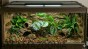 aranżacja terrarium dla żaby rogatej z repto begonia.jpg