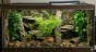 aranżacja terrarium tropikalnego z rosliną terra natura.jpg