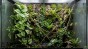 aranżacja terrarium tropikalnego repto hedera.jpg