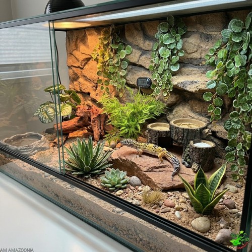 aranżacja terrarium dla eublefara lamparciego z repto deco triple tunk.jpg