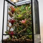 aranżacja terrarium repti planet 60x45x90 dla kameleona.jpg