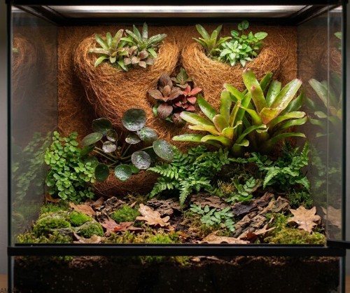 aranżacja terrarium roślinnego ze ścianką kokosową.jpg