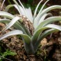 tillandsia w terrarium.jpg