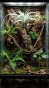 tillandsia w terrarium 2.jpg