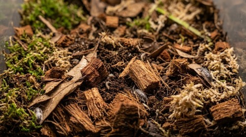 podłoże forest floor i chips.jpg