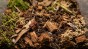 podłoże forest floor i chips.jpg