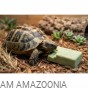 żółw jedzący blok wapniowy z opuncją.jpg