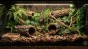 aranżacja terrarium dla pytona z forest floor i chipsem kokosowym.jpg