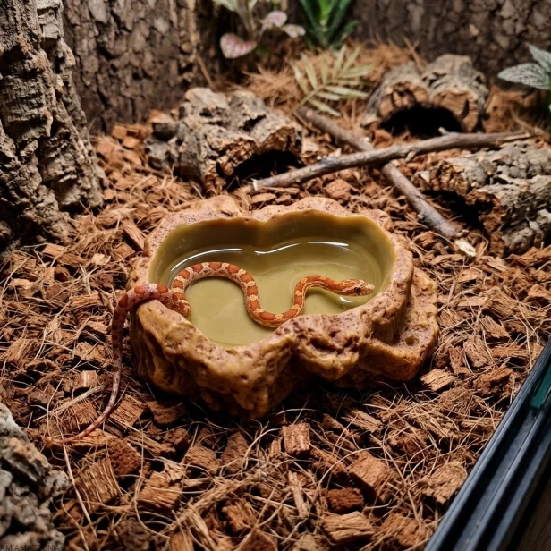 reptile nova rep dish s wizualizacja z wezem zbozowym.jpg