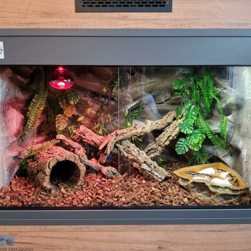 miska narożna reptile nova w terrarium z pytonem.jpg