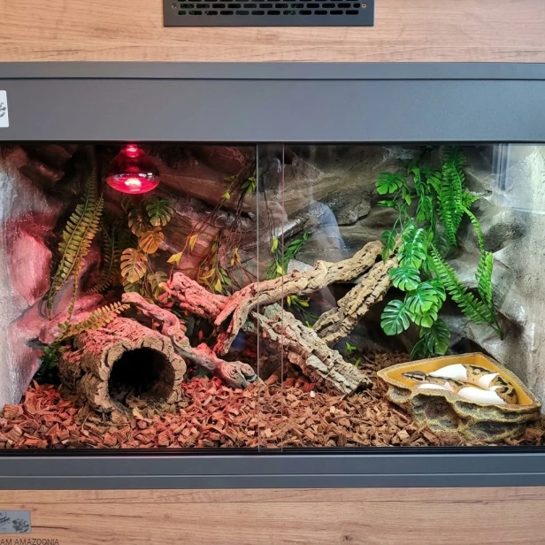 miska narożna reptile nova w terrarium z pytonem.jpg