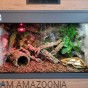 miska narożna reptile nova w terrarium z pytonem.jpg