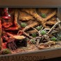 kryjówka reptile nova pień drzewa w terarrium dla eublefara lamparciego.jpg