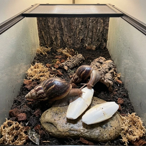 Zoo Med Sepia w terrarium ze ślimakami.jpg