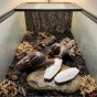 Zoo Med Sepia w terrarium ze ślimakami.jpg