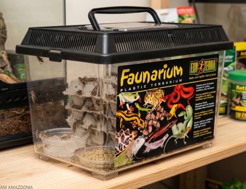 Exo Terra faunarium dla świerszczy.jpg