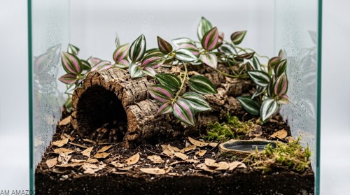 Trzykrotka AM AMAZOONIA w terrarium dla ptasznika.jpg