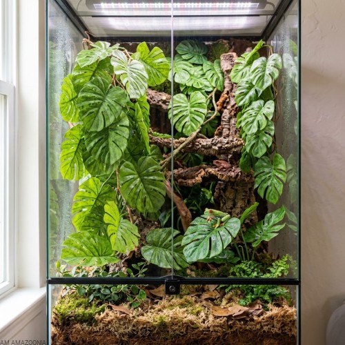 Monstera AM AMAZOONIA w terrarium tropikalnym.jpg
