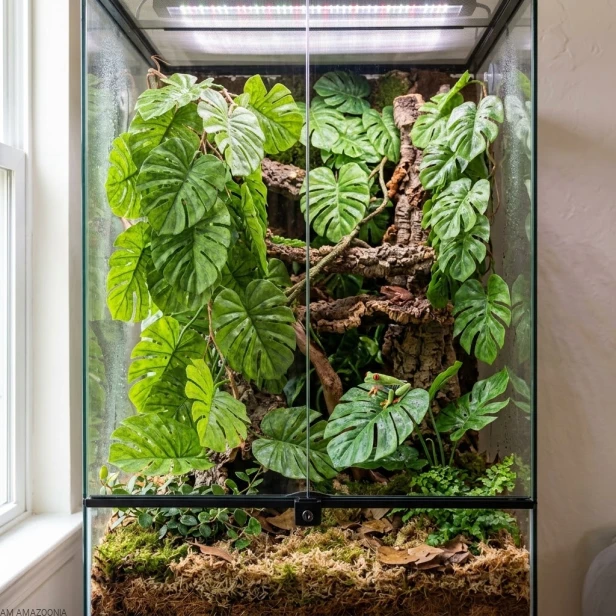 Monstera AM AMAZOONIA w terrarium tropikalnym.jpg