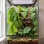 Monstera AM AMAZOONIA w terrarium tropikalnym.jpg
