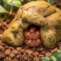 Kryjówka Exo Terra S z wężem zbożowym.jpg