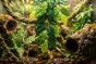 Exo Terra Silk Fikus w terrarium.jpg