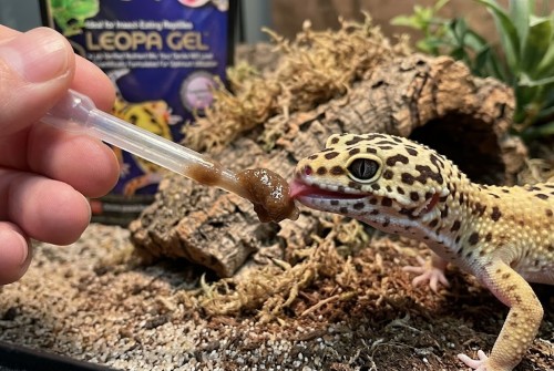 Hikari Leopagel, podawanie eublefarowi lamparciemu.jpg