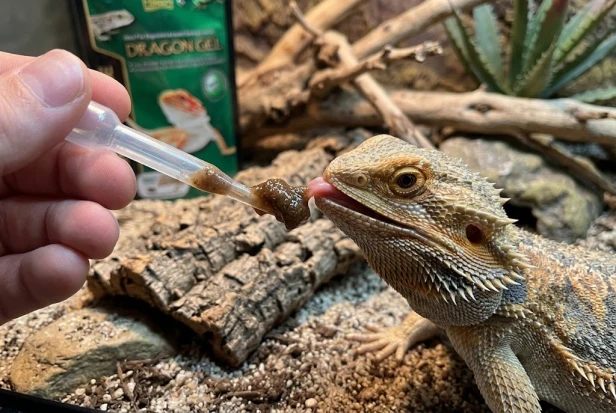 Hikari Dragongel podawanie agamie brodatej.jpg